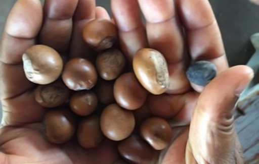 Nuts-compressor.jpg